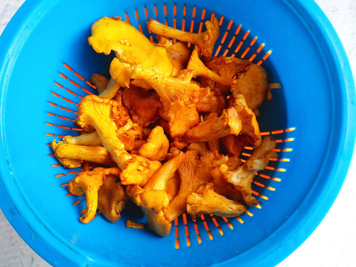 Chanterelles for the winter - fragrant and healthy preparation
